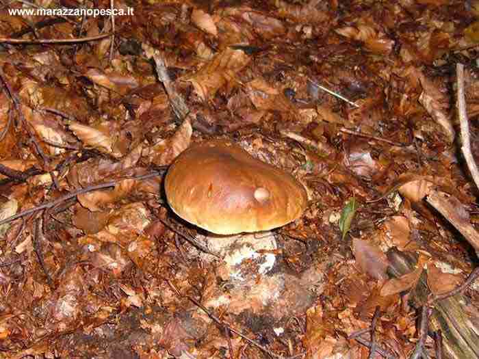  Image name: 121 Porcino.jpg 
 width: 700 pixel 
 height: 525 pixel 
 Size: 41051 bytes 
 Click to enlarge 